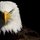 gaurang_bansal44
