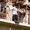 rajat274