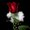 tabassum4