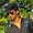 vasanth0347